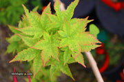 - Acer palmatum 'Little Sango' Dwarf Coral Bark Japanese Maple - Mr Maple │ Buy Japanese Maple Trees