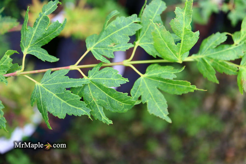 - Acer palmatum 'Little Sango' Dwarf Coral Bark Japanese Maple - Mr Maple │ Buy Japanese Maple Trees