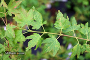 - Acer palmatum 'Little Sango' Dwarf Coral Bark Japanese Maple - Mr Maple │ Buy Japanese Maple Trees