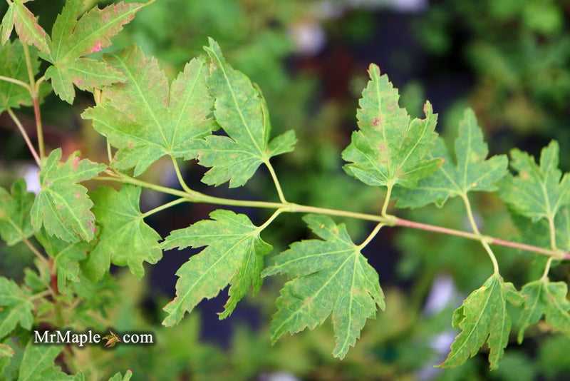 - Acer palmatum 'Little Sango' Dwarf Coral Bark Japanese Maple - Mr Maple │ Buy Japanese Maple Trees