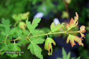 - Acer palmatum 'Little Sango' Dwarf Coral Bark Japanese Maple - Mr Maple │ Buy Japanese Maple Trees