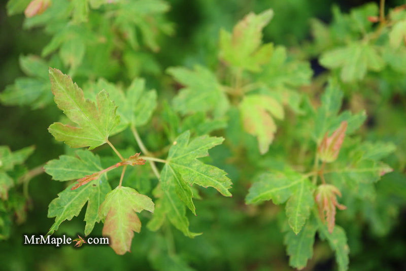 - Acer palmatum 'Little Sango' Dwarf Coral Bark Japanese Maple - Mr Maple │ Buy Japanese Maple Trees