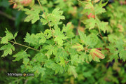 - Acer palmatum 'Little Sango' Dwarf Coral Bark Japanese Maple - Mr Maple │ Buy Japanese Maple Trees