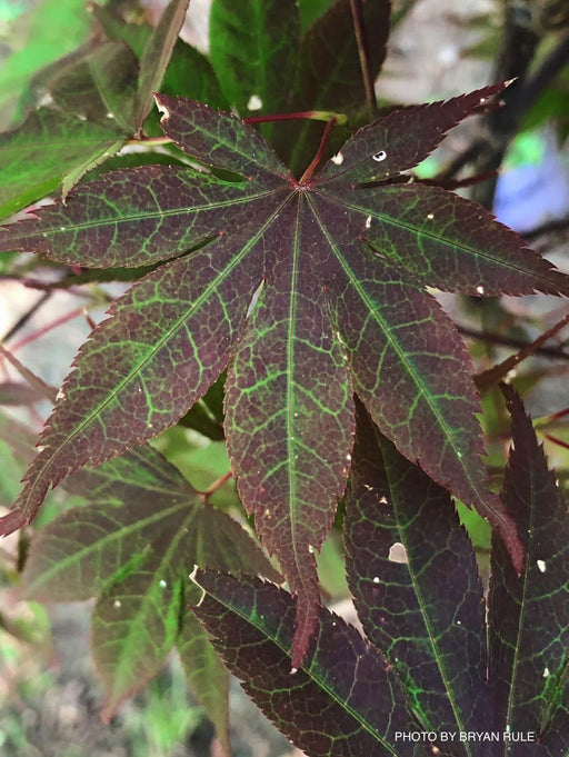 - Acer palmatum 'Livy' Dwarf Red Japanese Maple - Mr Maple │ Buy Japanese Maple Trees