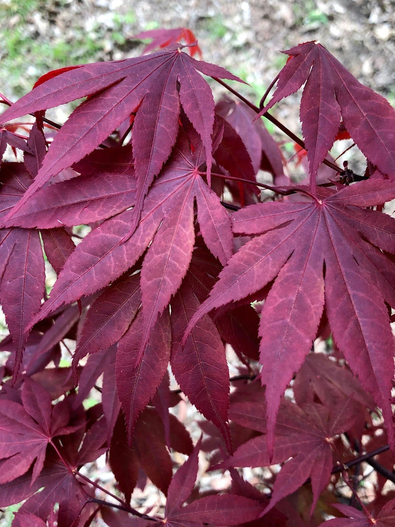 - Acer palmatum 'Livy' Dwarf Red Japanese Maple - Mr Maple │ Buy Japanese Maple Trees