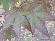 - Acer palmatum 'Livy' Dwarf Red Japanese Maple - Mr Maple │ Buy Japanese Maple Trees