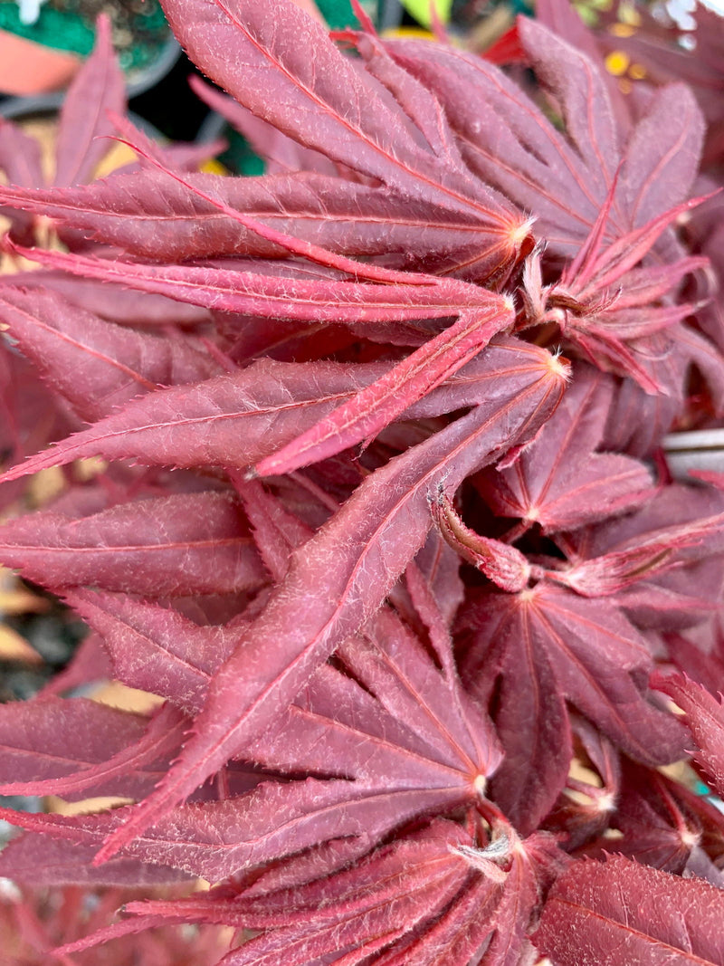 - Acer palmatum 'Livy' Dwarf Red Japanese Maple - Mr Maple │ Buy Japanese Maple Trees