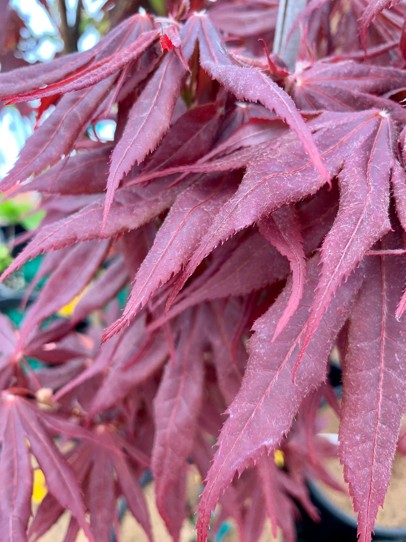 - Acer palmatum 'Livy' Dwarf Red Japanese Maple - Mr Maple │ Buy Japanese Maple Trees