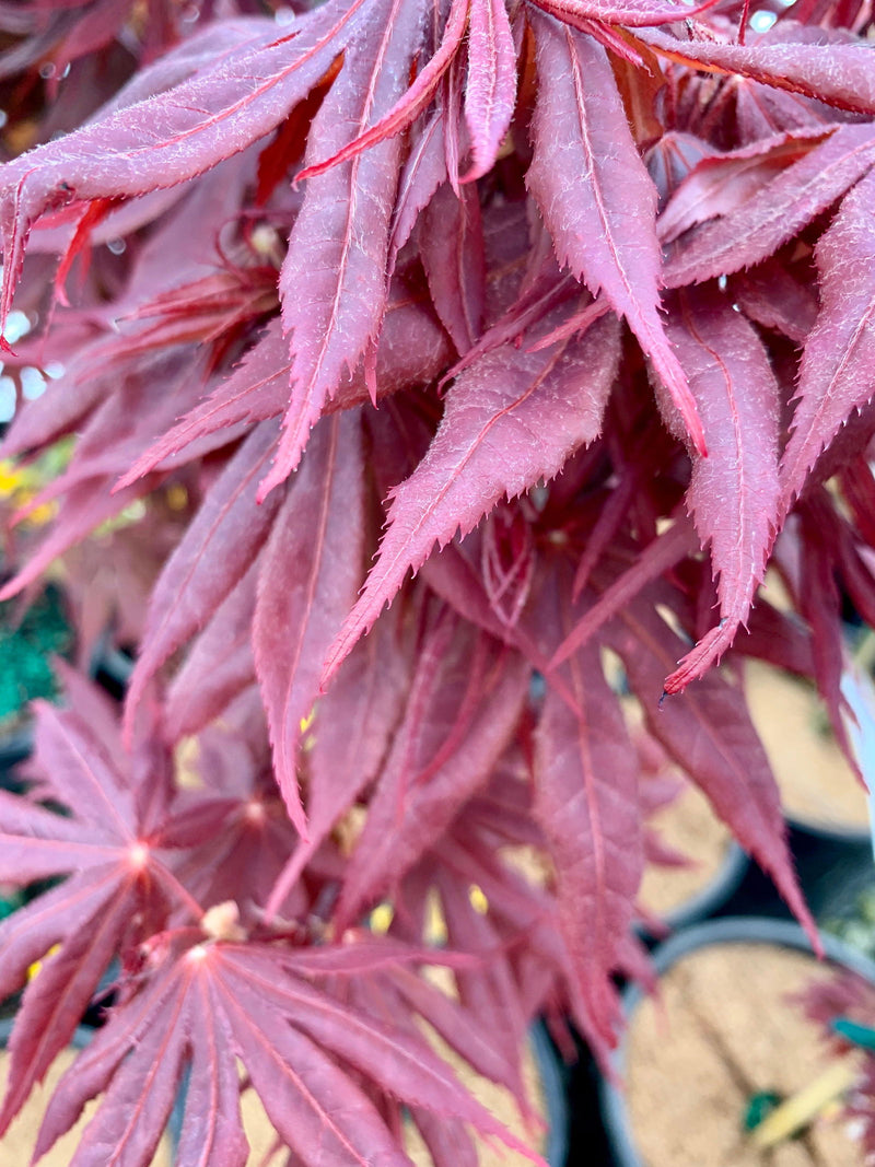 - Acer palmatum 'Livy' Dwarf Red Japanese Maple - Mr Maple │ Buy Japanese Maple Trees