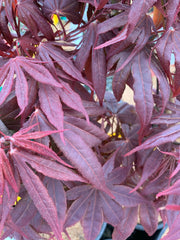 - Acer palmatum 'Livy' Dwarf Red Japanese Maple - Mr Maple │ Buy Japanese Maple Trees