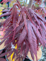 - Acer palmatum 'Livy' Dwarf Red Japanese Maple - Mr Maple │ Buy Japanese Maple Trees