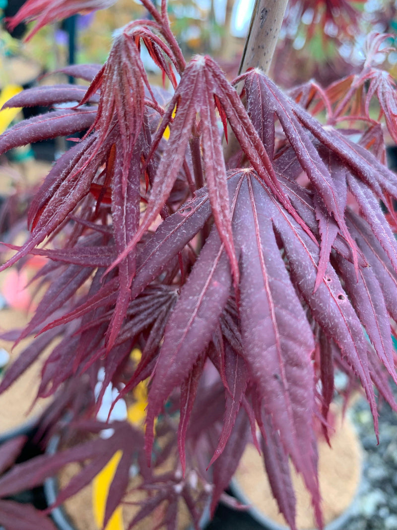 - Acer palmatum 'Livy' Dwarf Red Japanese Maple - Mr Maple │ Buy Japanese Maple Trees