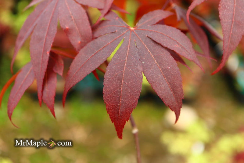 - Acer palmatum 'Livy' Dwarf Red Japanese Maple - Mr Maple │ Buy Japanese Maple Trees