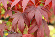 - Acer palmatum 'Livy' Dwarf Red Japanese Maple - Mr Maple │ Buy Japanese Maple Trees