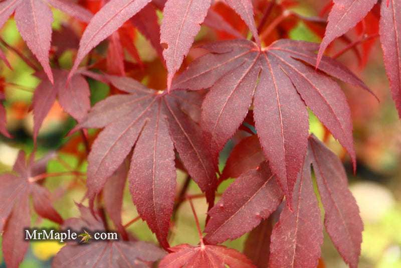 - Acer palmatum 'Livy' Dwarf Red Japanese Maple - Mr Maple │ Buy Japanese Maple Trees