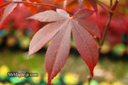 - Acer palmatum 'Livy' Dwarf Red Japanese Maple - Mr Maple │ Buy Japanese Maple Trees