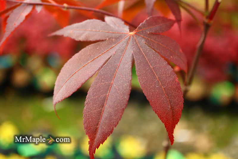 - Acer palmatum 'Livy' Dwarf Red Japanese Maple - Mr Maple │ Buy Japanese Maple Trees