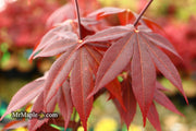 - Acer palmatum 'Livy' Dwarf Red Japanese Maple - Mr Maple │ Buy Japanese Maple Trees
