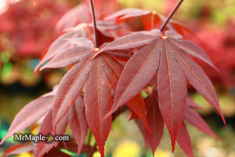 - Acer palmatum 'Livy' Dwarf Red Japanese Maple - Mr Maple │ Buy Japanese Maple Trees