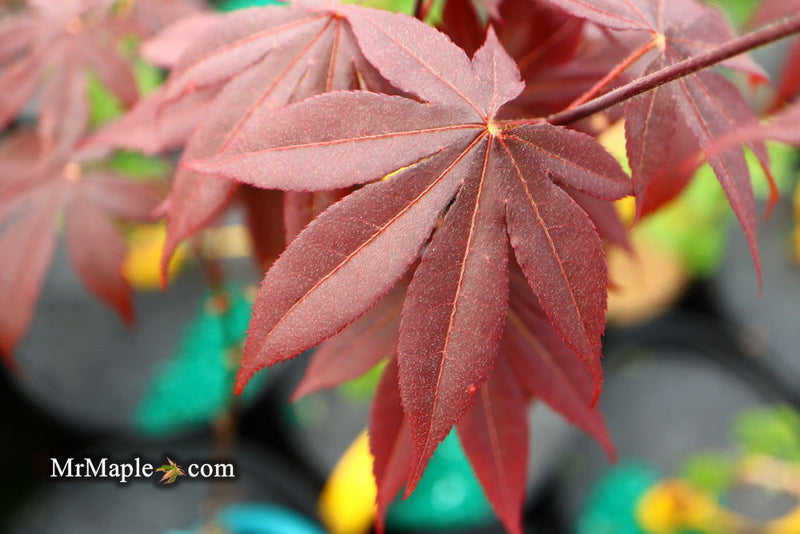 - Acer palmatum 'Livy' Dwarf Red Japanese Maple - Mr Maple │ Buy Japanese Maple Trees
