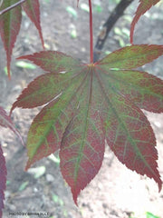 - Acer palmatum 'Livy' Dwarf Red Japanese Maple - Mr Maple │ Buy Japanese Maple Trees