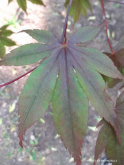 - Acer palmatum 'Livy' Dwarf Red Japanese Maple - Mr Maple │ Buy Japanese Maple Trees