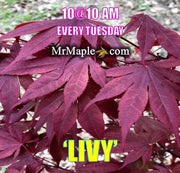 - Acer palmatum 'Livy' Dwarf Red Japanese Maple - Mr Maple │ Buy Japanese Maple Trees