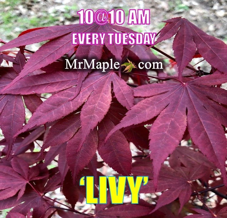 - Acer palmatum 'Livy' Dwarf Red Japanese Maple - Mr Maple │ Buy Japanese Maple Trees
