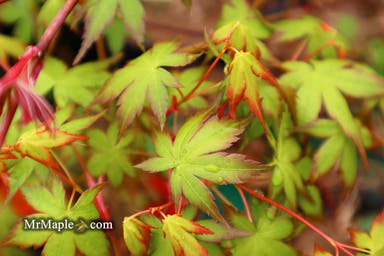 - Acer palmatum 'Looking Glass Falls' Japanese Maple - Mr Maple │ Buy Japanese Maple Trees