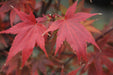 - Acer palmatum 'Lozita' Japanese Maple - Mr Maple │ Buy Japanese Maple Trees