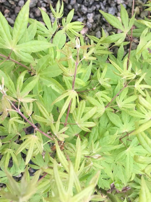 - Acer palmatum 'Mac's Broom' Japanese Maple - Mr Maple │ Buy Japanese Maple Trees