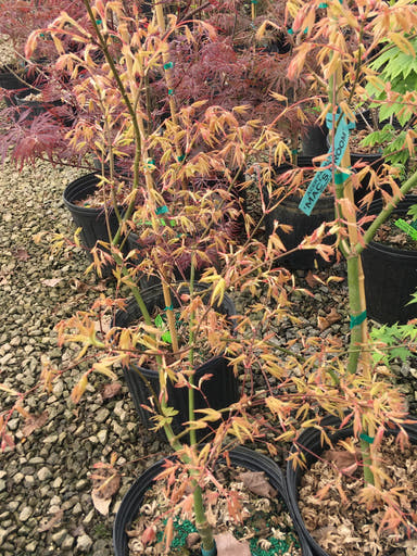 - Acer palmatum 'Mac's Broom' Japanese Maple - Mr Maple │ Buy Japanese Maple Trees