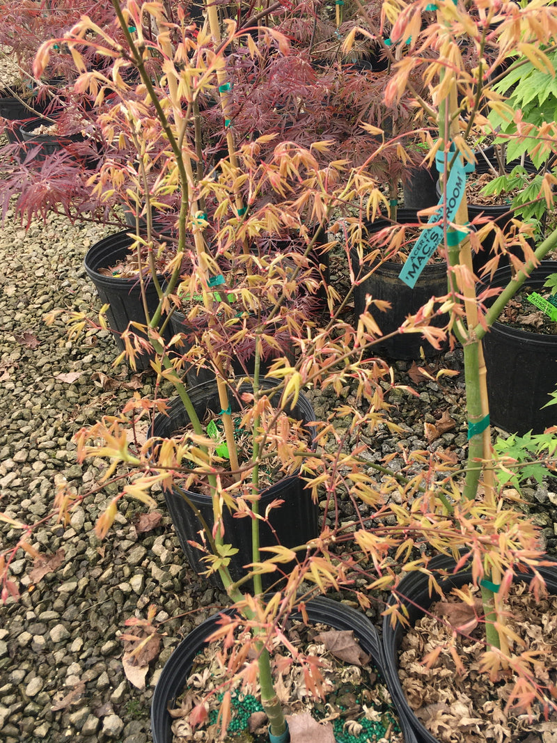 - Acer palmatum 'Mac's Broom' Japanese Maple - Mr Maple │ Buy Japanese Maple Trees