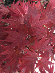 - Acer palmatum 'Mahogany' Japanese Maple - Mr Maple │ Buy Japanese Maple Trees