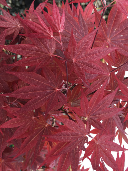 - Acer palmatum 'Mahogany' Japanese Maple - Mr Maple │ Buy Japanese Maple Trees