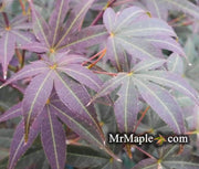 - Acer palmatum 'Mahogany' Japanese Maple - Mr Maple │ Buy Japanese Maple Trees