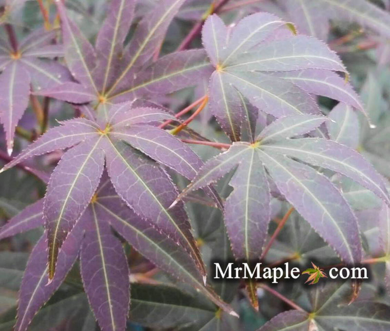 - Acer palmatum 'Mahogany' Japanese Maple - Mr Maple │ Buy Japanese Maple Trees