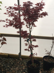- Acer palmatum 'Mahogany' Japanese Maple - Mr Maple │ Buy Japanese Maple Trees
