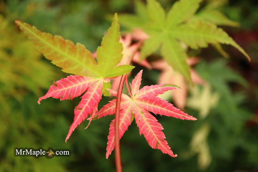 Buy Acer palmatum 'Mai zuru' Pink Variegated Japanese Maple — Mr Maple │  Buy Japanese Maple Trees