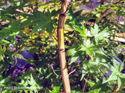 - Acer palmatum 'Mai zuru' Pink Variegated Japanese Maple - Mr Maple │ Buy Japanese Maple Trees