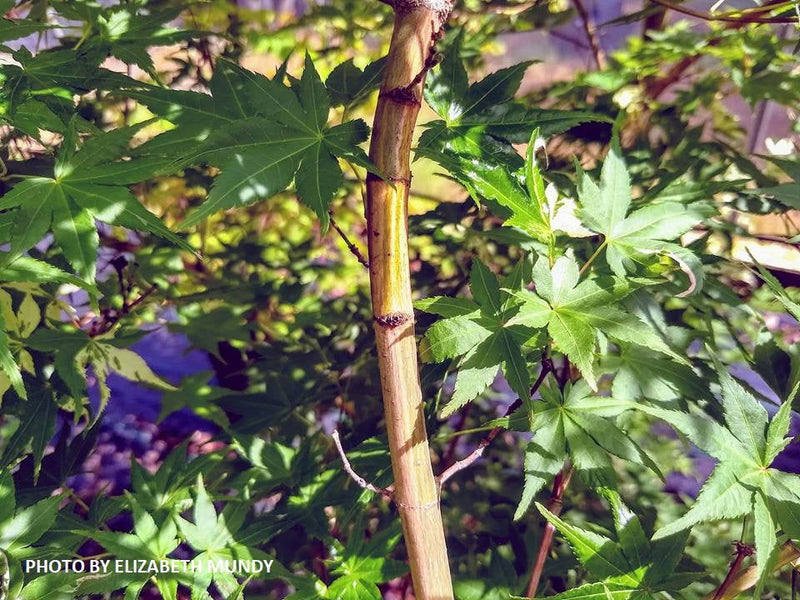 - Acer palmatum 'Mai zuru' Pink Variegated Japanese Maple - Mr Maple │ Buy Japanese Maple Trees