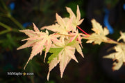 - Acer palmatum 'Mai zuru' Pink Variegated Japanese Maple - Mr Maple │ Buy Japanese Maple Trees