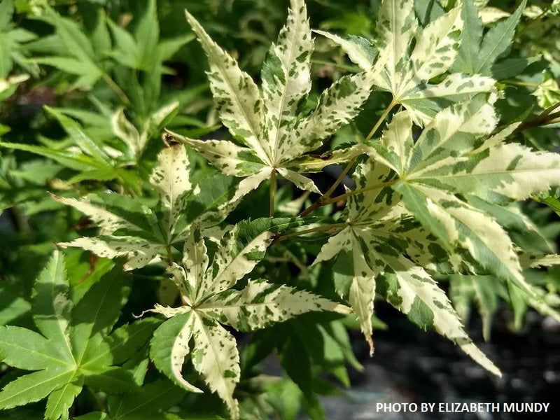 - Acer palmatum 'Mai zuru' Pink Variegated Japanese Maple - Mr Maple │ Buy Japanese Maple Trees