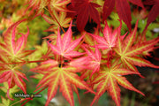 - Acer palmatum 'Mai zuru' Pink Variegated Japanese Maple - Mr Maple │ Buy Japanese Maple Trees