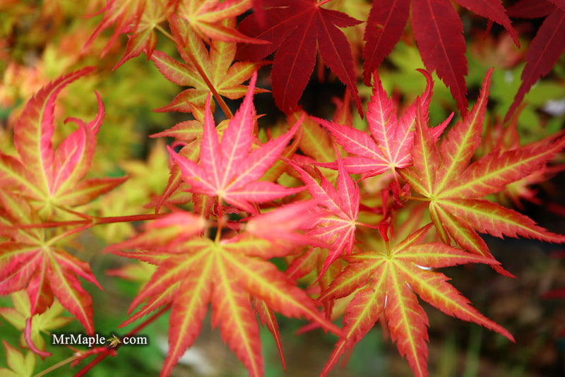 - Acer palmatum 'Mai zuru' Pink Variegated Japanese Maple - Mr Maple │ Buy Japanese Maple Trees