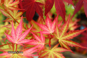 - Acer palmatum 'Mai zuru' Pink Variegated Japanese Maple - Mr Maple │ Buy Japanese Maple Trees