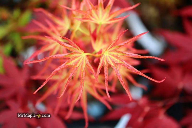 - Acer palmatum 'Mai zuru' Pink Variegated Japanese Maple - Mr Maple │ Buy Japanese Maple Trees