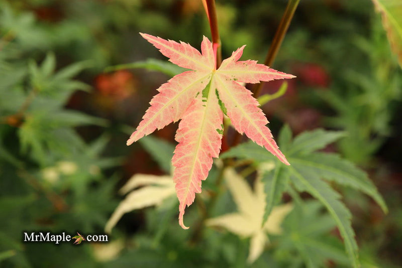 - Acer palmatum 'Mai zuru' Pink Variegated Japanese Maple - Mr Maple │ Buy Japanese Maple Trees