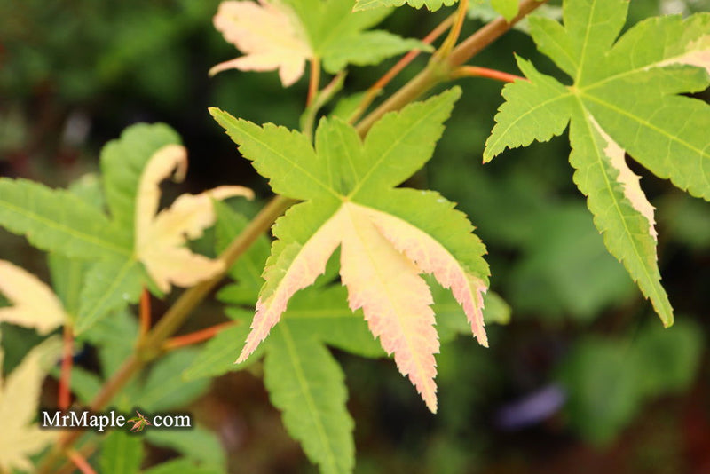 - Acer palmatum 'Mai zuru' Pink Variegated Japanese Maple - Mr Maple │ Buy Japanese Maple Trees