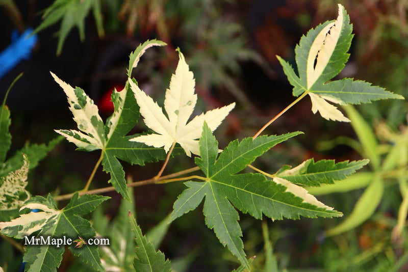 - Acer palmatum 'Mai zuru' Pink Variegated Japanese Maple - Mr Maple │ Buy Japanese Maple Trees